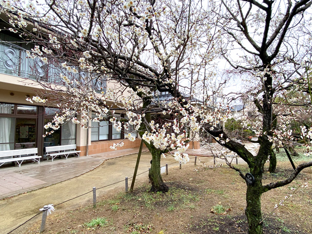 2025年3月5日の梅