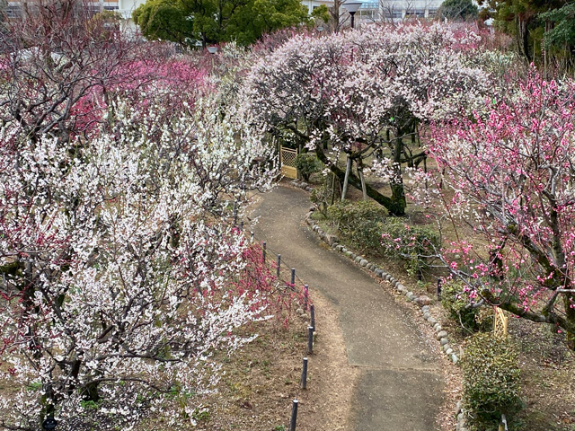 2025年3月12日の梅