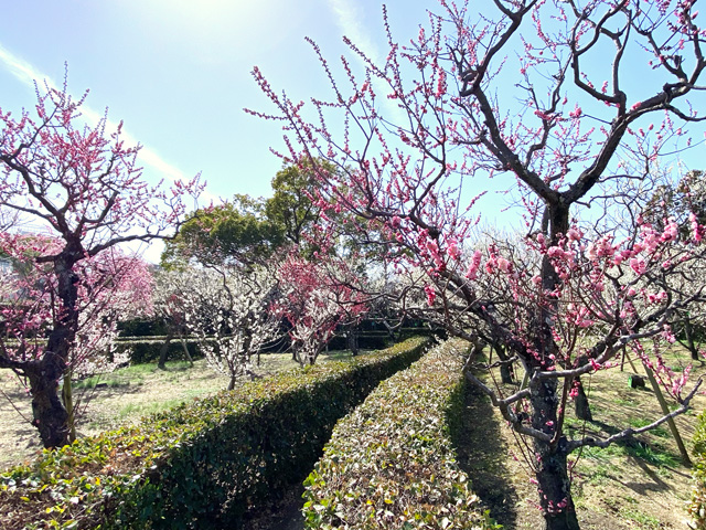 2025年3月14日の梅