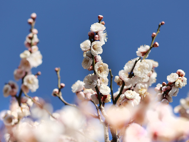 2026年2月19日の梅