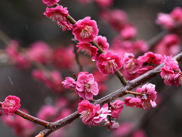 2026年2月25日の梅