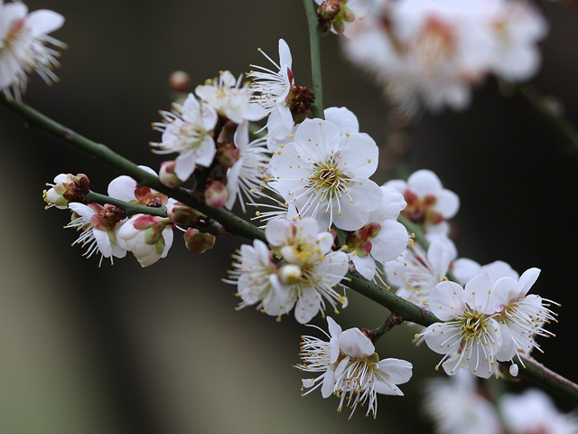 2026年2月27日の梅