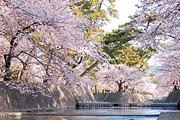 夙川公園の桜 夙川公園の桜