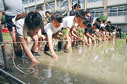 田植え体験 田植え体験