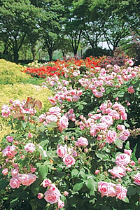 瓦林公園のバラ 瓦林公園のバラ