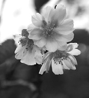 写真:十月桜 写真:十月桜