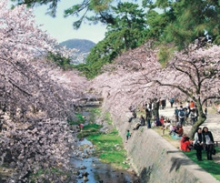 写真:夙川 写真:夙川
