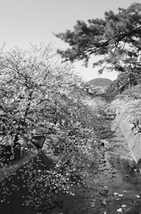 夙川公園の桜