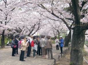 昨年行われた「桜めぐり」の模様 昨年行われた「桜めぐり」の模様