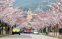 学園花通り 学園花通り