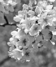 写真:ソメイヨシノ 写真:ソメイヨシノ