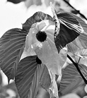 写真:ハンカチノキ 写真:ハンカチノキ