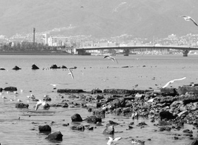 写真:甲子園浜の干潟 写真:甲子園浜の干潟