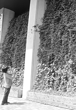 写真:緑のカーテン 写真:緑のカーテン