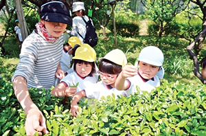 写真:新茶摘み 写真:新茶摘み