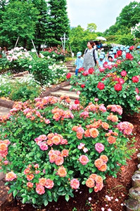 写真:北山緑化植物園のバラ 写真:北山緑化植物園のバラ