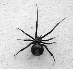 写真:セアカゴケグモの成虫 写真:セアカゴケグモの成虫