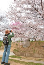 写真:越水浄水場の桜 写真:越水浄水場の桜
