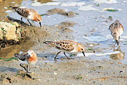 写真:渡り鳥 写真:渡り鳥