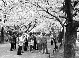写真:桜めぐり 写真:桜めぐり