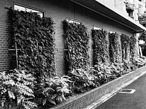 写真:緑のカーテンコンテスト最優秀賞(団体部門) 写真:緑のカーテンコンテスト最優秀賞(団体部門)