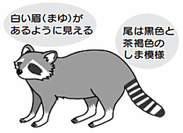 イラスト:アライグマ 白い眉(まゆ)があるように見える 尾は黒色と茶褐色のしま模様 イラスト:アライグマ 白い眉(まゆ)があるように見える 尾は黒色と茶褐色のしま模様