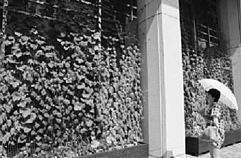 写真:緑のカーテン 写真:緑のカーテン