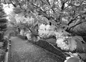 写真:八重桜・関山 写真:八重桜・関山