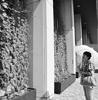 写真:緑のカーテン 写真:緑のカーテン