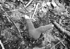 写真:カエンタケ 写真:カエンタケ