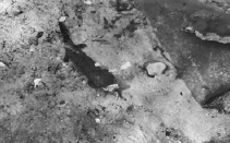 写真:オオサンショウウオ 写真:オオサンショウウオ