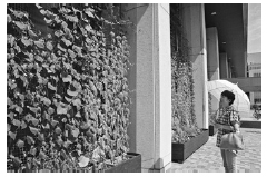 写真:緑のカーテン 写真:緑のカーテン