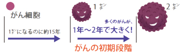イラスト:がん細胞(1センチになるのに約15年)多くのがんが1年〜2年で大きく!(がんの初期段階) イラスト:がん細胞(1センチになるのに約15年)多くのがんが1年〜2年で大きく!(がんの初期段階)
