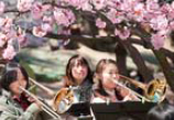 写真:桜の下の小さなコンサート 写真:桜の下の小さなコンサート