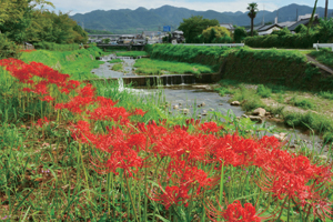 写真:有馬川緑道 写真:有馬川緑道