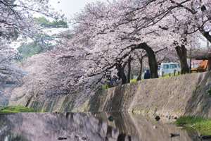 写真:春の夙川公園 写真:春の夙川公園