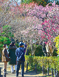 写真:甲東梅林 写真:甲東梅林