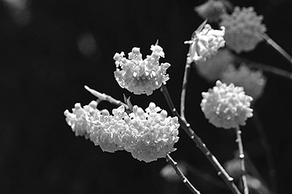 写真:ミツマタ 写真:ミツマタ