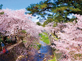 写真:夙川の桜と甲山 写真:夙川の桜と甲山