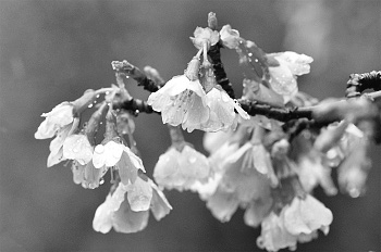 写真:《今月の花》オカメザクラ 写真:《今月の花》オカメザクラ