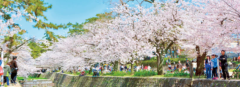 写真:西宮さくら祭の様子 写真:西宮さくら祭の様子