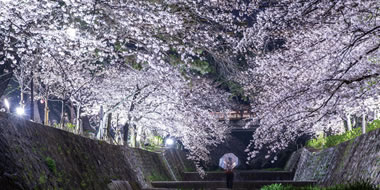 写真:苦楽園ライトアップ 写真:苦楽園ライトアップ