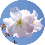 写真:夙川舞桜(しゅくがわまいざくら) 写真:夙川舞桜(しゅくがわまいざくら)