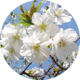 写真:西宮権現平桜(にしのみやごんげんだいらざくら) 写真:西宮権現平桜(にしのみやごんげんだいらざくら)
