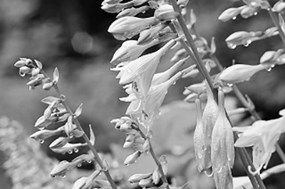 写真:ギボウシ 写真:ギボウシ