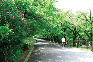 写真:夙川沿い 写真:夙川沿い