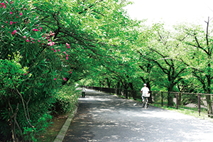 写真：夙川沿い