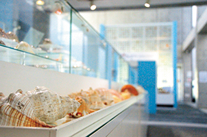 写真:西宮市貝類館 写真:西宮市貝類館