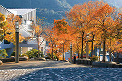 写真:紅葉 写真:紅葉