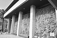 写真:市役所本庁舎前の緑のカーテン 写真:市役所本庁舎前の緑のカーテン